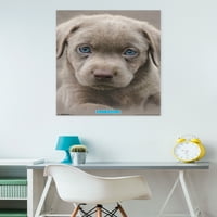 Кийт Кимбърлин-Кученце-Плакат За Стена, 22.375 34